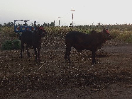 ગોઢલા વેચવા ના છે