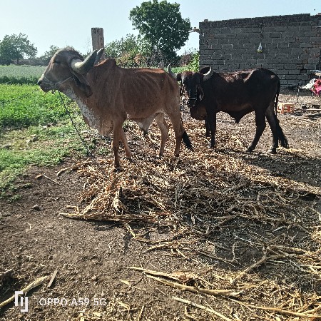 ગોઢલા. વેચવાના છે 1 વાવણીવાવેલછે