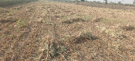 જુવાર ના પૂળા વેસવા ના છે