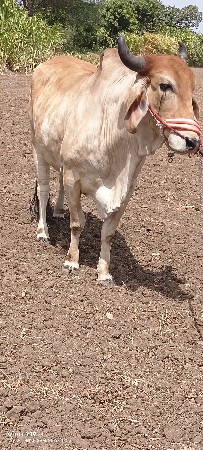 બરદ વેચવાનો છૈ