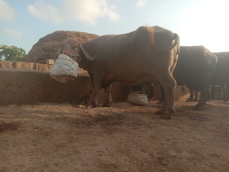 ભેસૂવેસવાનીછે
