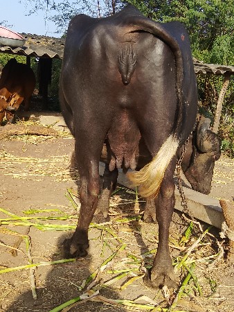 ત્રીજું.વેતર.છાવછોજી.