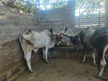 વેચવાના છે