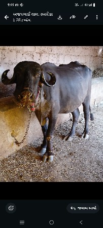 પેલૂવેતરસેપારેટી
