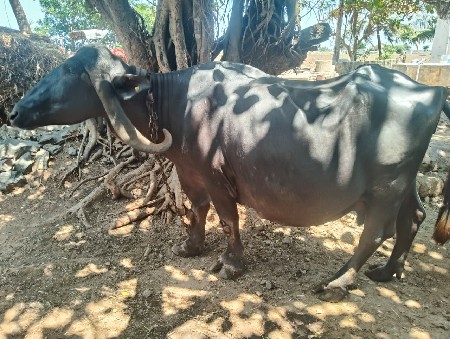 ભીલકી ભેસ વેચવાની છે.