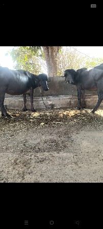 બે ખડેલી છે