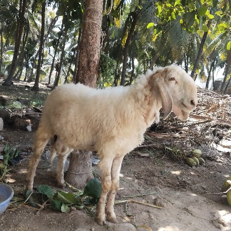 ઘેટો વેચવાનું છે