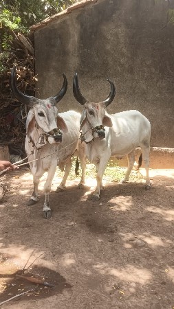 સીમાસી મેંદરડા જુનાગઢ
