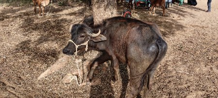ખડેલી વેચવાની છે