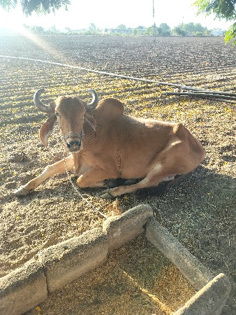 બેય બાજુ હાલે