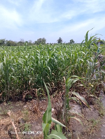 જુવાર નો સારો લીલો