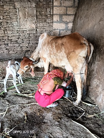 ગાય વેચવાની છે