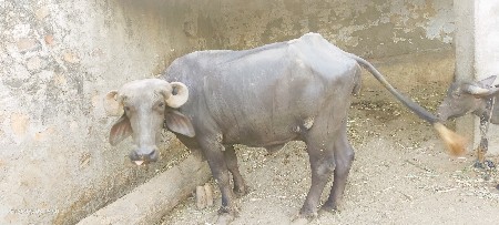 jafra badi se
pelu Vetar se