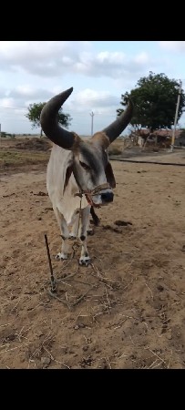 ગોધલો