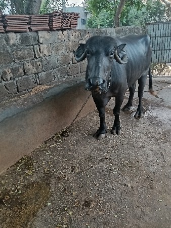 ભેંશ વેચવાની છે