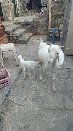 વેચવાની છે