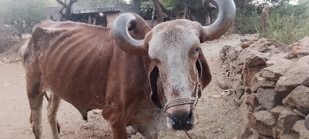 બરદવેશવાનાછે