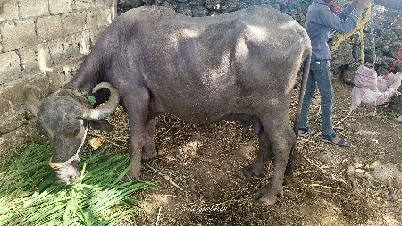 ભેસ