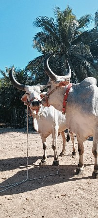 આ બળદ વેચવાની સે