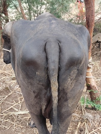 સના ભાઈ