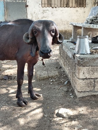 ખડેલી
