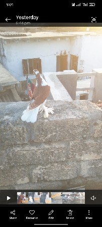 કબુતર વેચવાના છે