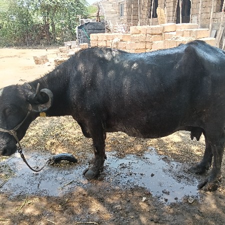 ભેંસ વેચવાની છે
