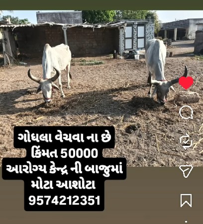 ગોધલા વેચવાના છે