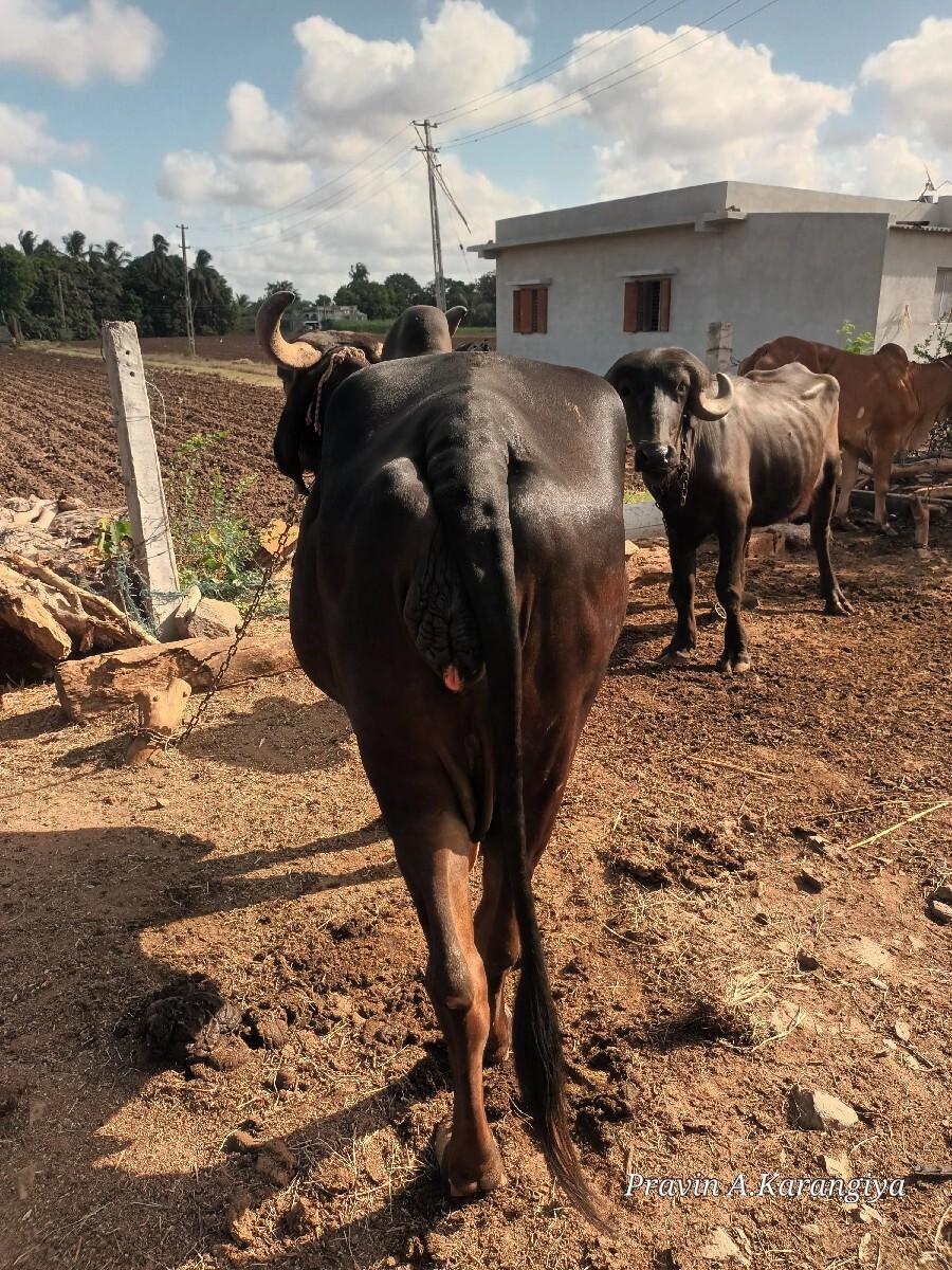 ગીર કાળી ગાય વેચવાની છે