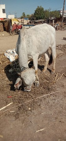શિવ સાહેબ