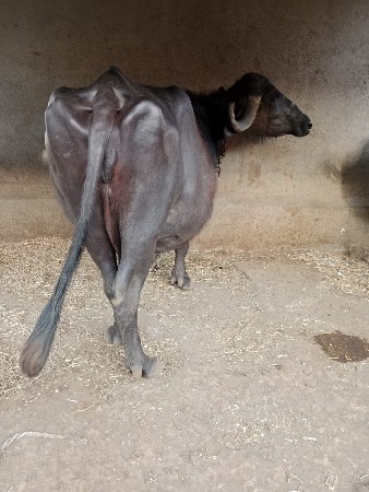 ભેંસ વેચવા ની છે