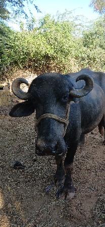 બીજુ વેતર વ્યા છે