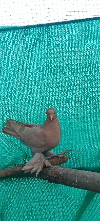 9974215003