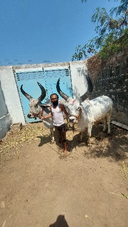 baladvesvana