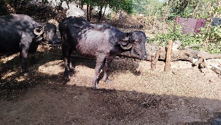 ખડેલી વેચવાની છે