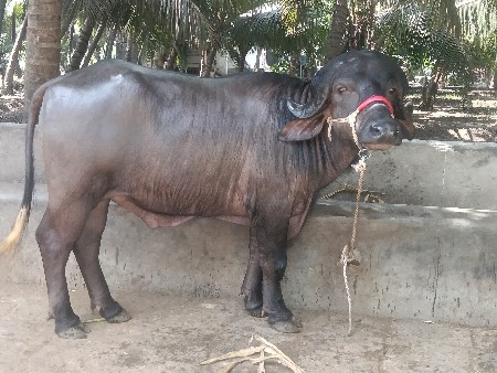 vechavanu chhe