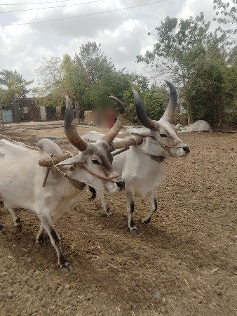 એક એક વાવણી વાઘેલા એક બે વાવણી