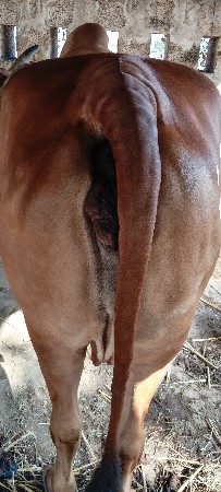 આ ગાય વેચવાની છે