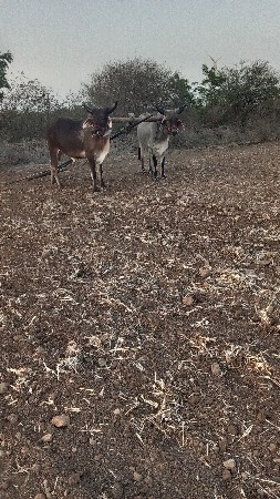 ચાર ચાર દાતે
