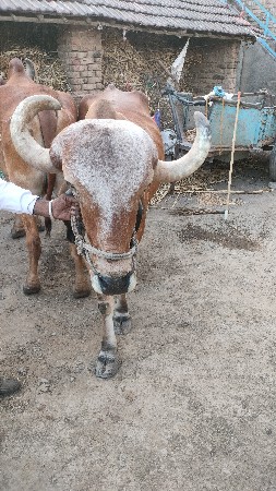 બળદ વેચવાના છે