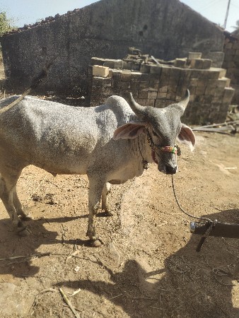 પેલિ ધર ધોઢલો
