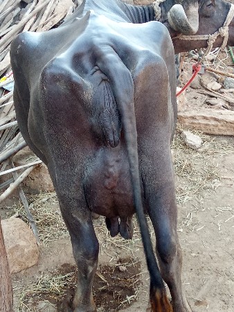 ભેંસ વેચવાની છે
