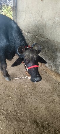 ભેંસ વેચવાની છે