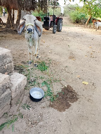 વસેરી કે વસેરો સાલે