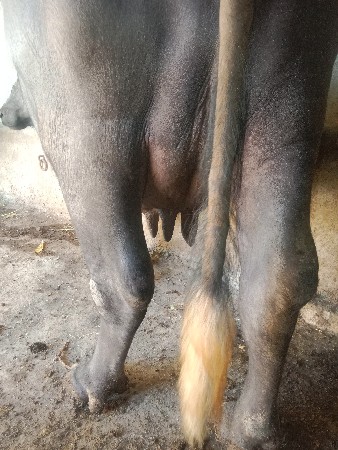 ભેંશ વેચવાની છે