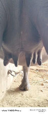 ભેશ ખડેલુ વેચવાની છે