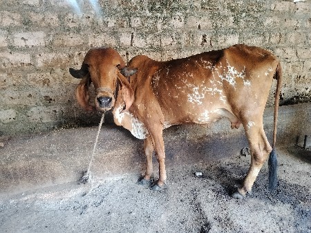 ગાય