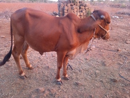 વાસળી વેચવાની છે