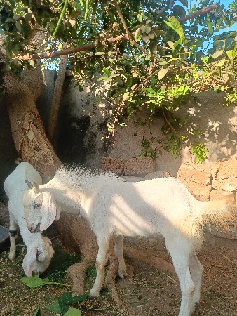,,,,,,,,,,,,, પતિ રો