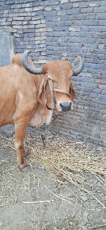 vechvani